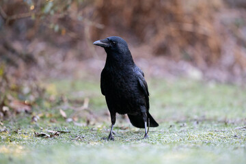 Carrion crow (Corvus corone) on the ground, light frost on grass	- Yorkshire, UK in January 