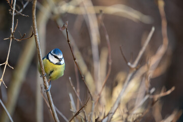 Blue Tit (Cyanistes caeruleus) perched on a thin branch in a hedge - Yorkshire, UK in January