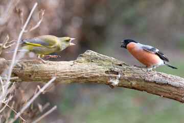 Aggressive encounter Adult male Greenfinch (Chloris chloris) and adult male Eurasian Bullfinch (Pyrrhula pyrrhula) Yorkshire, UK in February