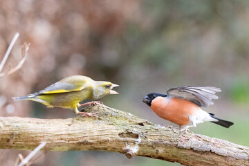 Male Greenfinch (Chloris chloris) behaves aggressively towards Male Eurasian Bullfinch (Pyrrhula pyrrhula) - Yorkshire, UK in February