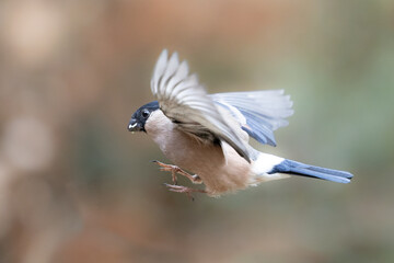 Female Eurasian Bullfinch (Pyrrhula pyrrhula) flying in to land - Yorkshire, UK in February