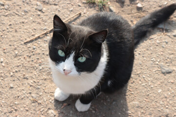 Cute black and white colour cat with green eyes walks in nature
