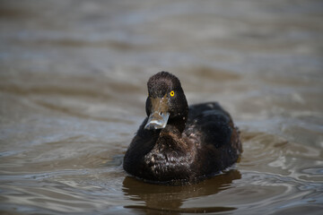 Tufted Female Duck front