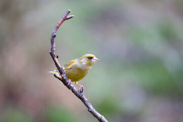 Greenfinch (Chloris chloris) perched on a thin branch -Yorkshire, UK in February