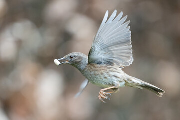 In flight Dunnock (Prunella modularis), flying with a suet pellet in its beak - Yorkshire, UK in...