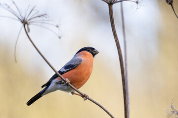 Male Eurasian Bullfinch (Pyrrhula pyrrhula) perches on the thin branch of last years seedhead, in early Spring - Yorkshire, UK in March