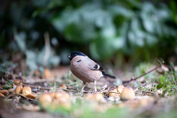 Female Eurasian Bullfinch (Pyrrhula pyrrhula) on the ground beneath a hedge - Yorkshire, UK in March