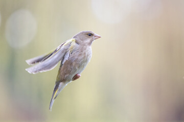 Female Greenfinch (Chloris chloris) in flight with wings back, flying in front of a green / light brown natural background - Yorkshire, UK in March