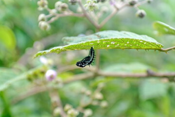 Caterpillar pinning on a leaf on the road to Lago Mojanda, above Otavalo, Ecuador