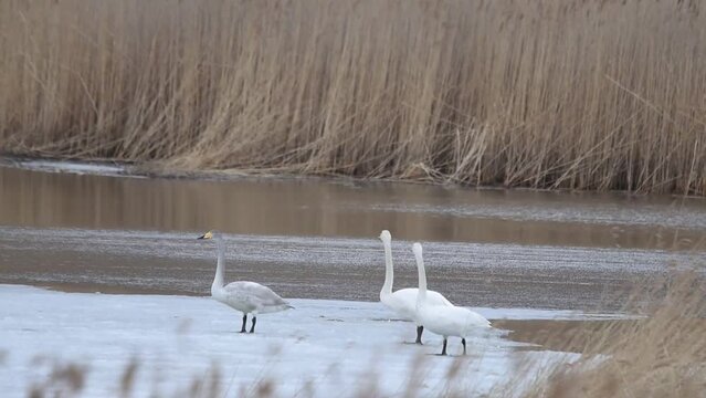 grey and white whooper swans walk on the frozen lake 