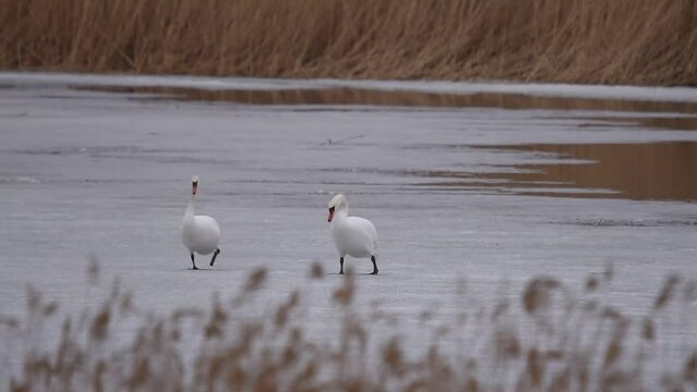 whooper swans walk on the frozen lake