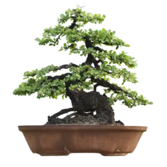Schilderijen op glas Small bonsai plants in pots are a hobby for decorating the garden isolated on transparent background © Yannasakamon