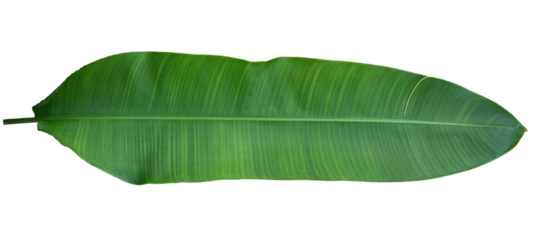 Heliconia leaf isolated on transparent background