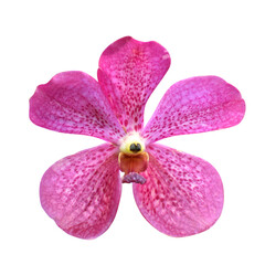 Pink orchid flower with purple dots isolated on transparent background