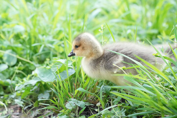 Goslings feeding in the gras