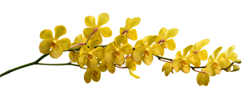 Bouquet of yellow orchids with purple dots isolated on transparent background