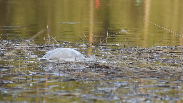whooper swan is looking for food at the bottom of the swamp