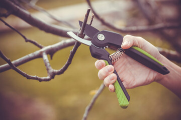 spring pruning of the garden with secateurs, care for trees and bushes