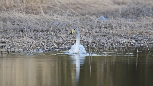 grey whooper swan swims on the lake