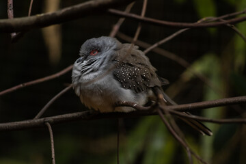 red winged blackbird