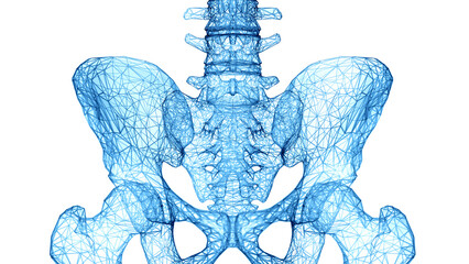3d rendered medical illustration of a wireframe style human sacrum - obrazy, fototapety, plakaty