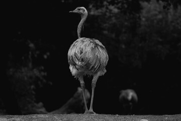 black and white photo of ostrich 
