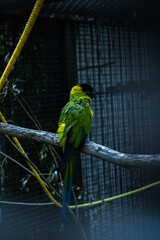 green and yellow macaw ara ararauna