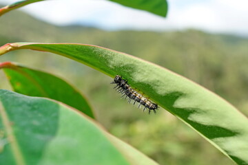 Caterpillar on a leaf on the road to Lago Mojanda, above Otavalo, Ecuador