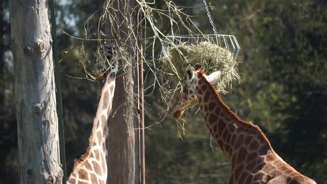 Two giraffes eating some leaves while standing on a sunny day
