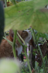 cat in action