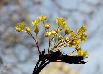 yellow flowers of Maple tree at spring close up