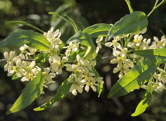 white flowers and green leaves of Prinsepia sinensis. tree at spring