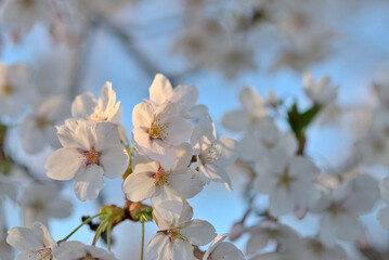 Beautiful branches of white cherry blossoms on the Sakura tree