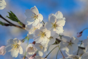 Beautiful branches of white cherry blossoms on the Sakura tree