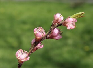 pink buds and flowers of peach fruit tree at spring