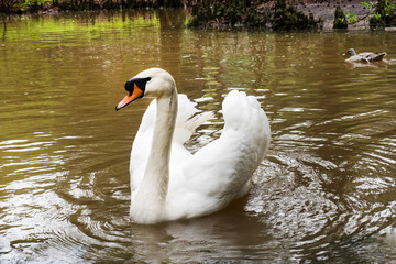 Obraz premium A beautiful white swan swims in a pond in the park.