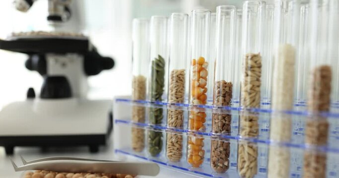 Test tubes with seeds of various cereals are arranged on stand in laboratory. Biotechnology and qualitative and quantitative determination of genetically