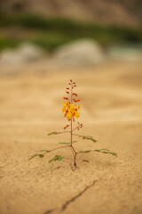 Flor en el desierto