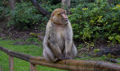 Japanese barbary macaque sitting on a branch