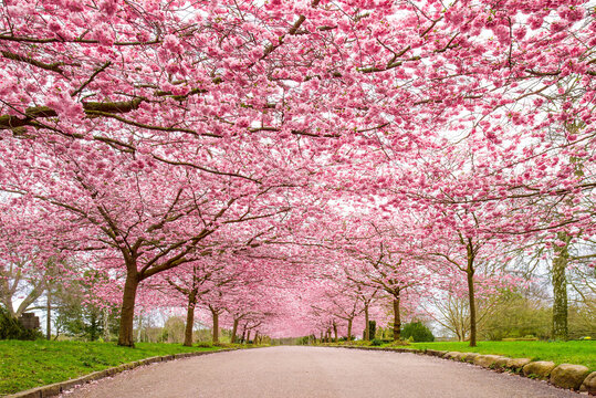 Cherry Blossom Trees, Bispebjerg Cemetery, Copenhagen, Denmark.
