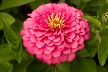 A close-up of a pink zinnia flower growing in a garden bed