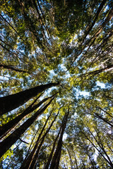 Sun shining trough trees, Cochamó, Chile