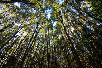 Sun shining trough trees, Cochamó, Chile