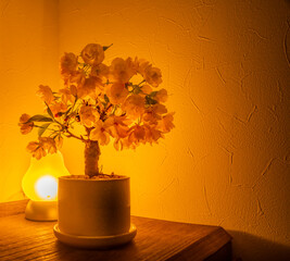 屋内の間接照明に照らされている小さな鉢植えの桜