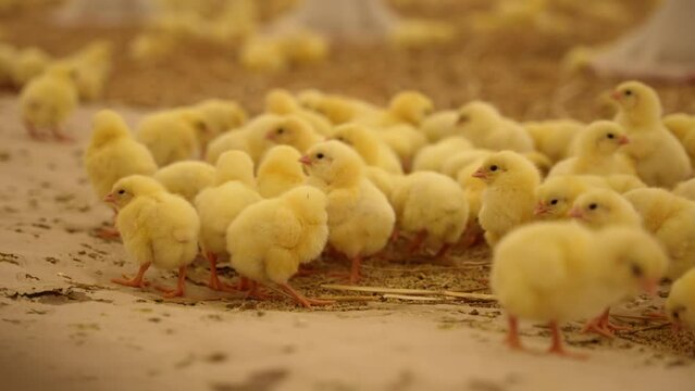 Breeding chickens on the farm. Poultry farm
