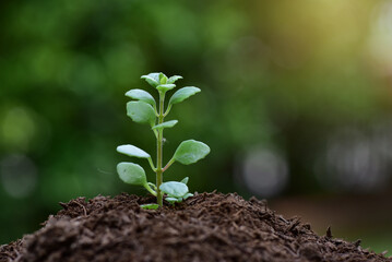 Farmers use planting spoons to scoop seedlings that grow in soil and sunlight. Plant trees to reduce global warming.