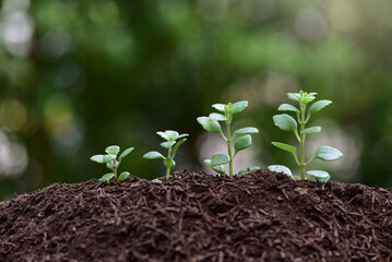 Farmers use planting spoons to scoop seedlings that grow in soil and sunlight. Plant trees to reduce global warming.