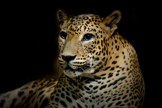 close up of leopard © Riadi