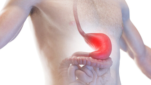 3d medical illustration of a man's stomach and esophagus