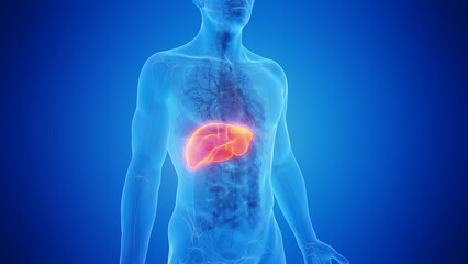 3D Rendered Medical Illustration of Male Anatomy - The Liver. - 596365082